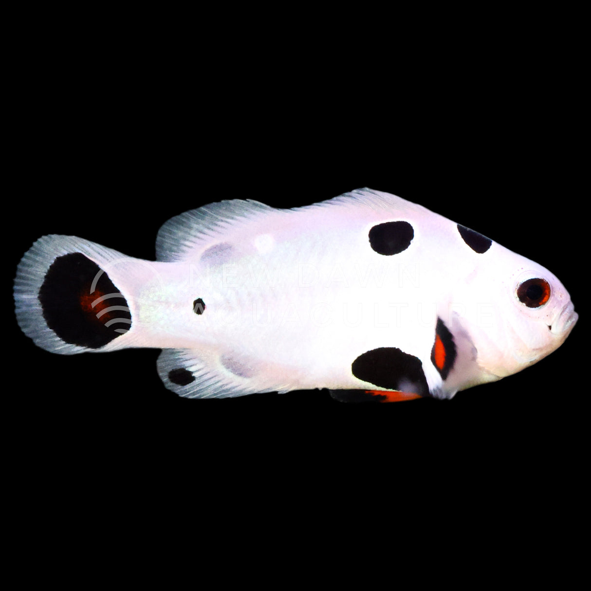 Super Storm Clownfish