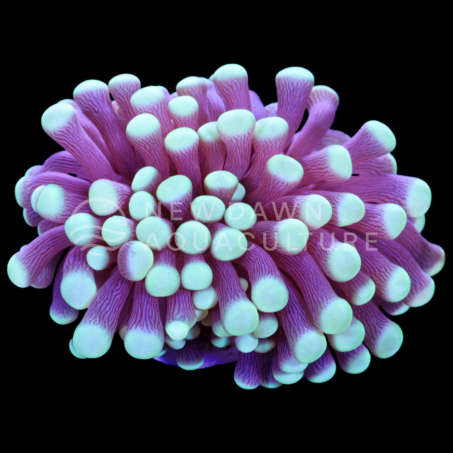 Teal Tip Torch