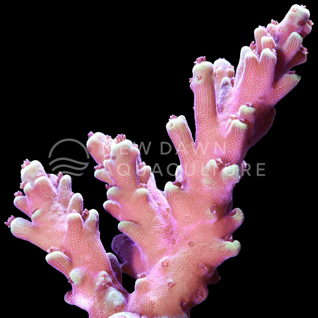 Terra Red Acropora