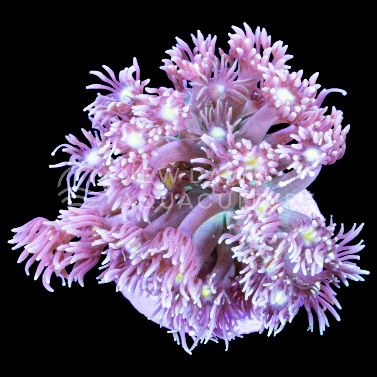 Twilight Blossom Goniopora