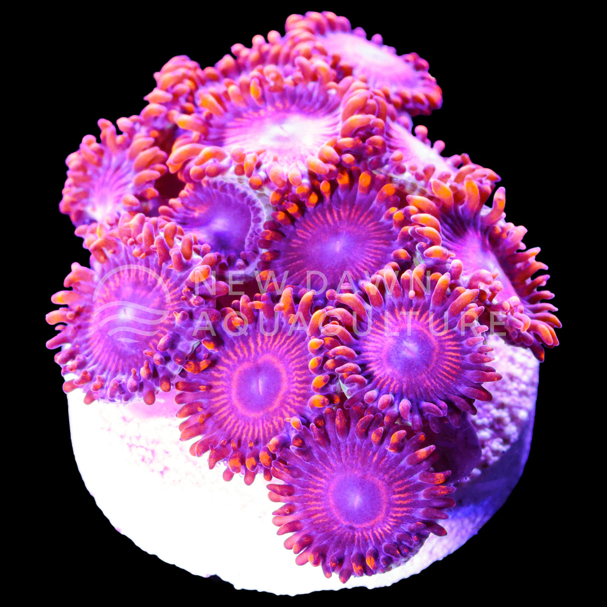 Twizzler Zoanthids