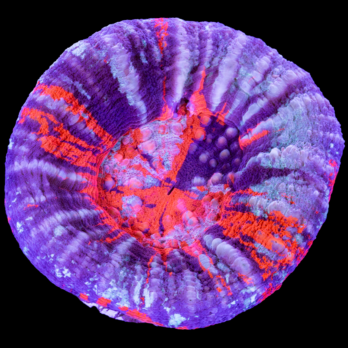 Ultra War Paint Scoly