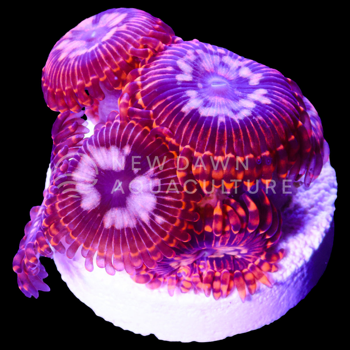 Utter Chaos Zoanthids