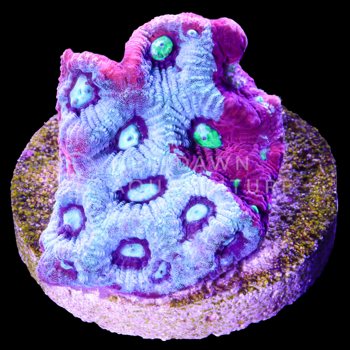 War Coral