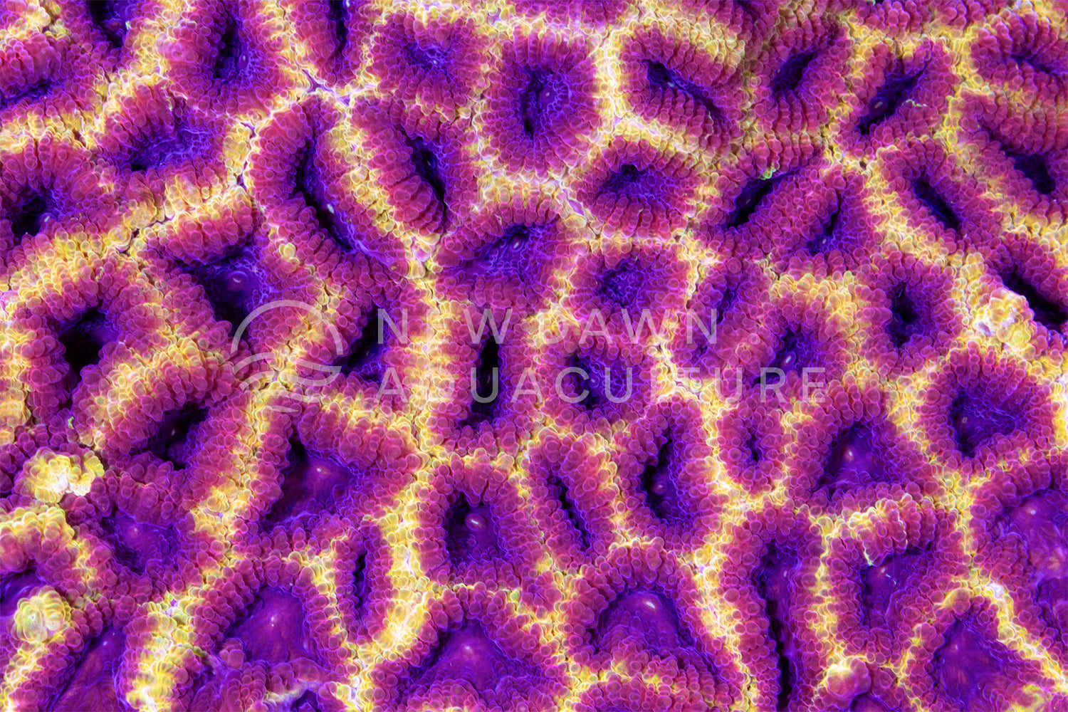 Wolverine Dipsastraea