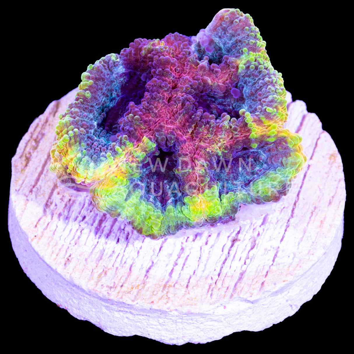 Yellow Submarine Dipsastraea