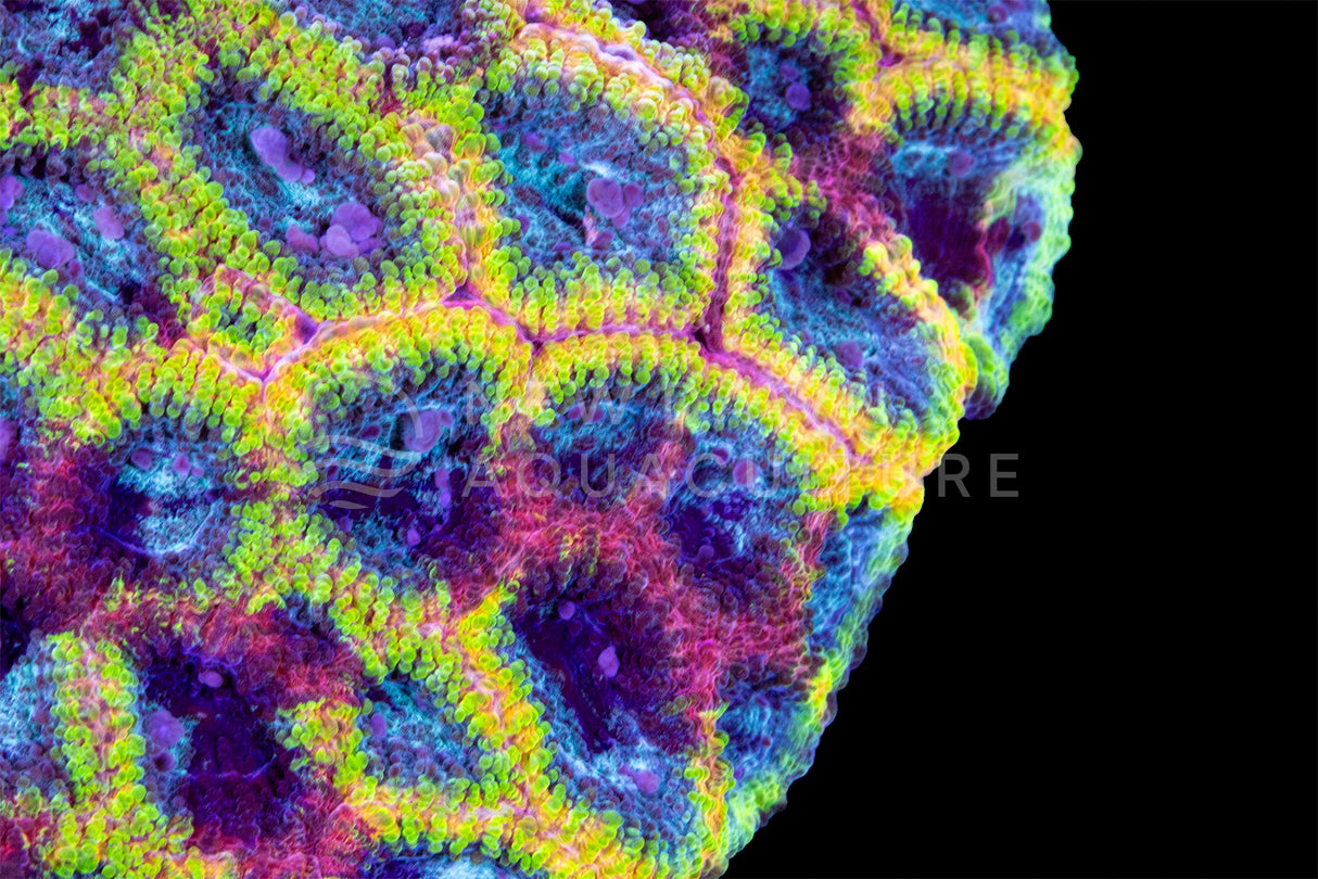 Yellow Submarine Dipsastraea