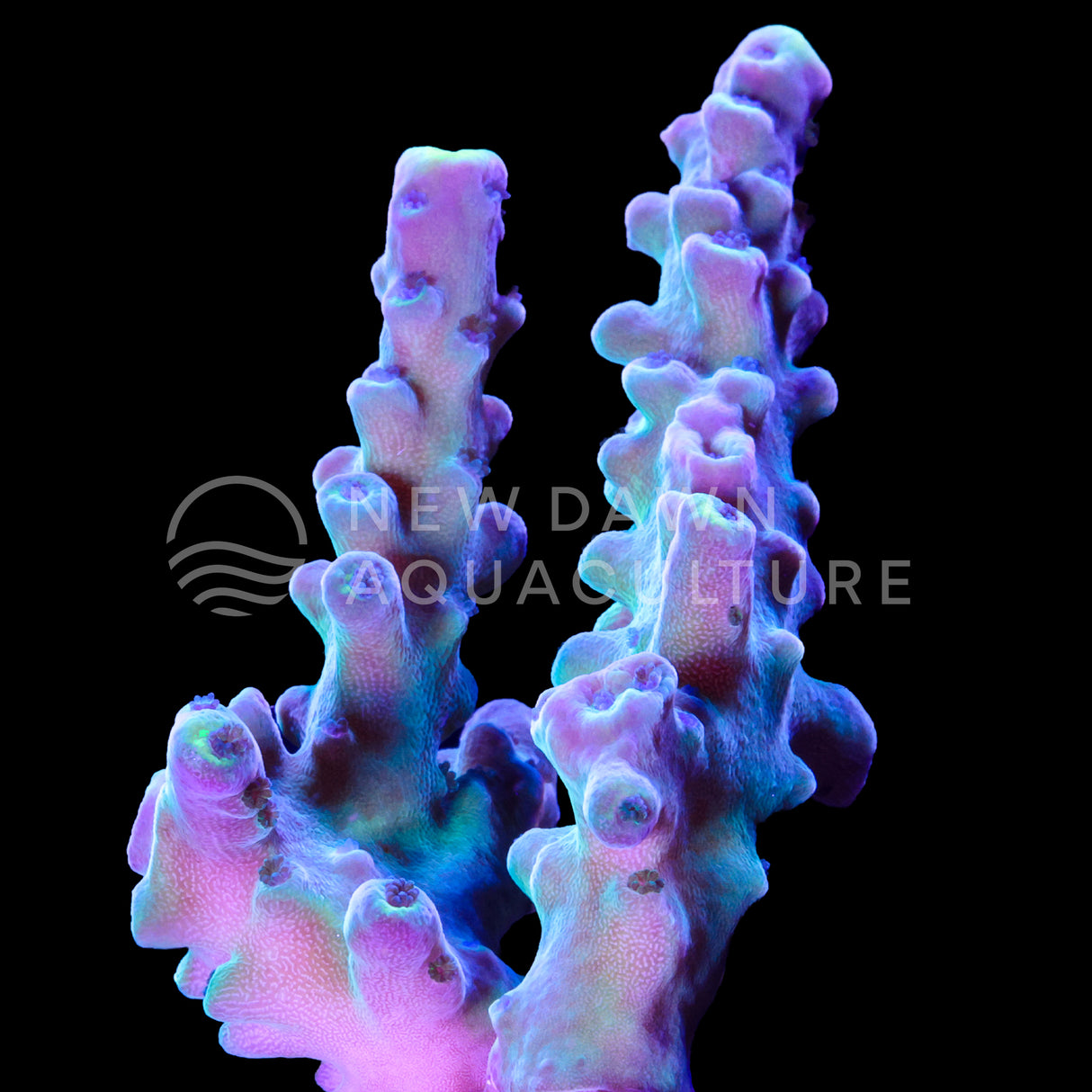 Yellow Tips Acropora