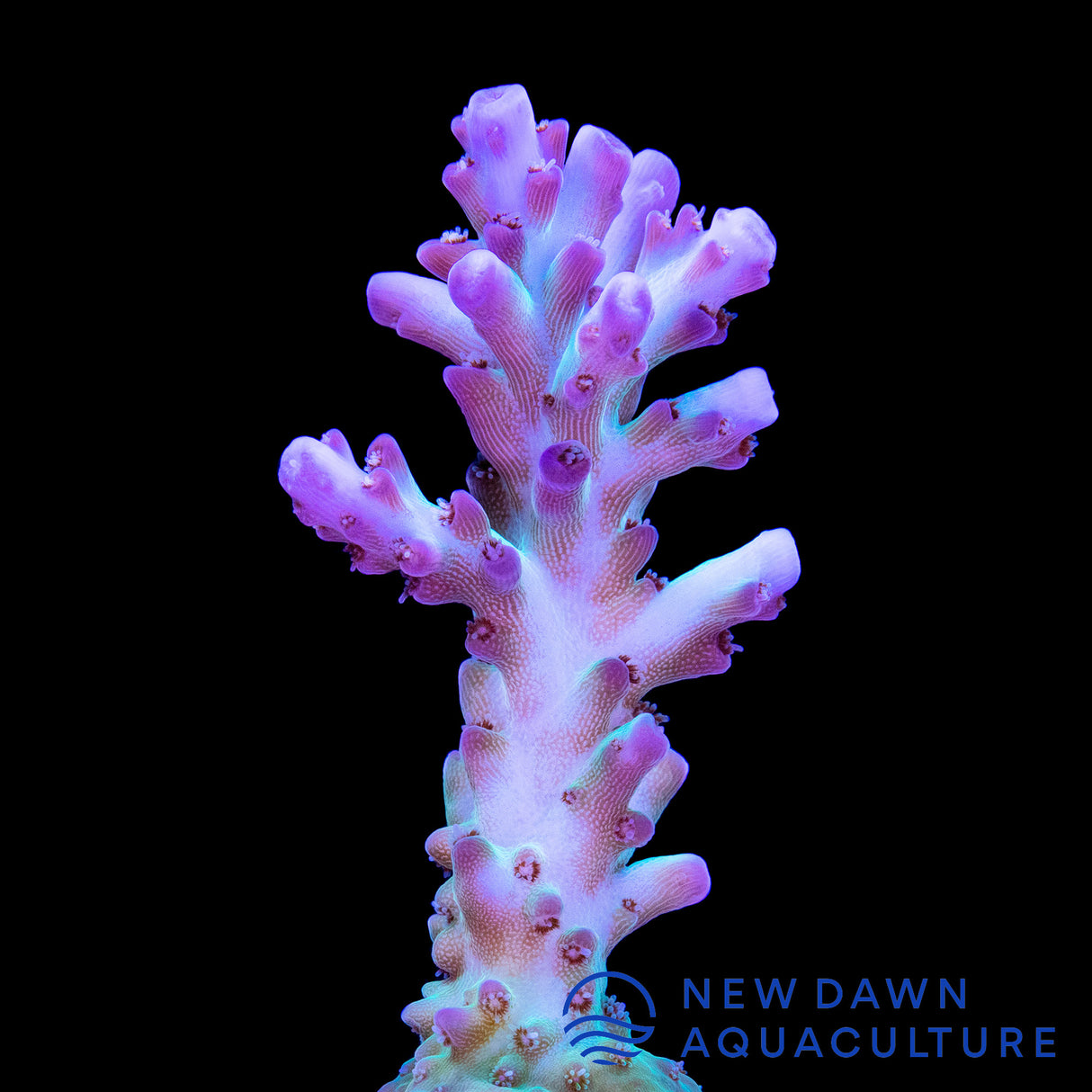 Aqua Delight Acropora