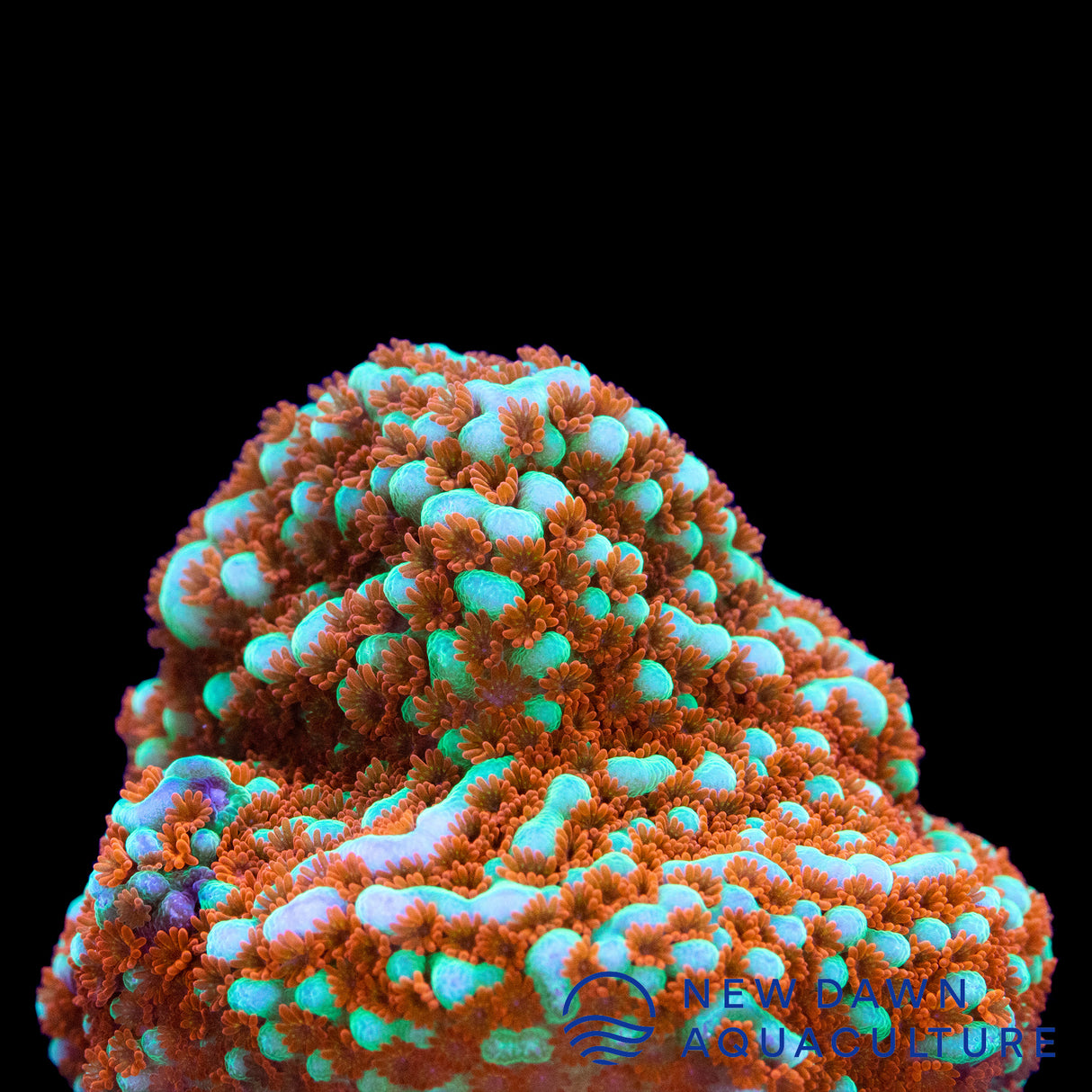 Aquaman Montipora