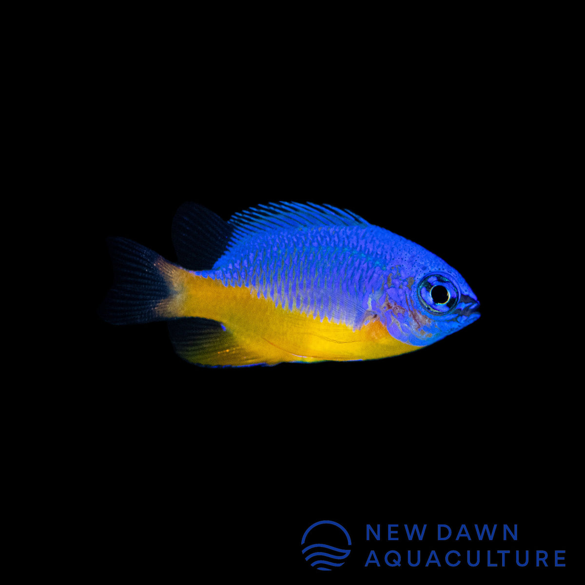Azure Damsel New Dawn Aquaculture