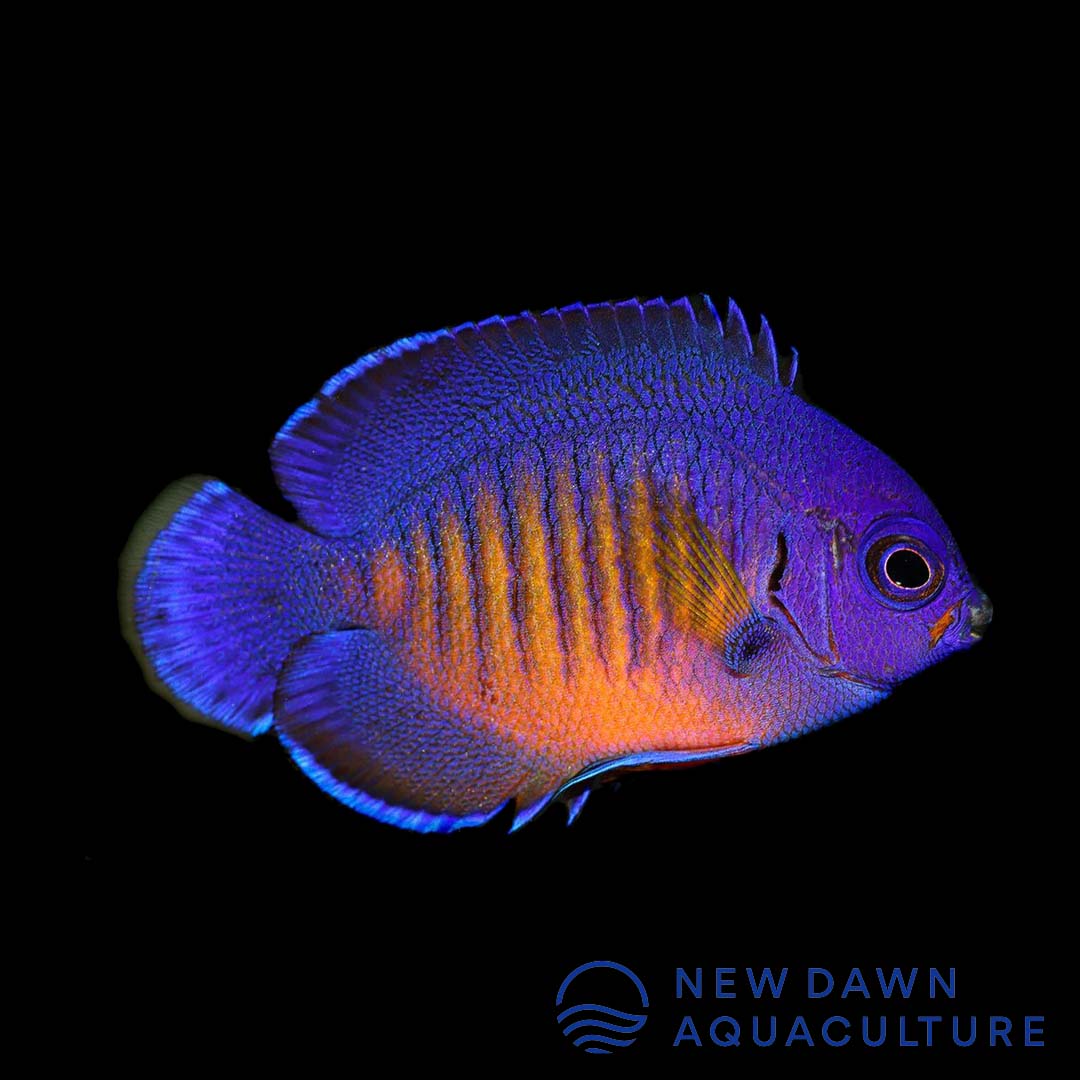 Coral Beauty Angelfish