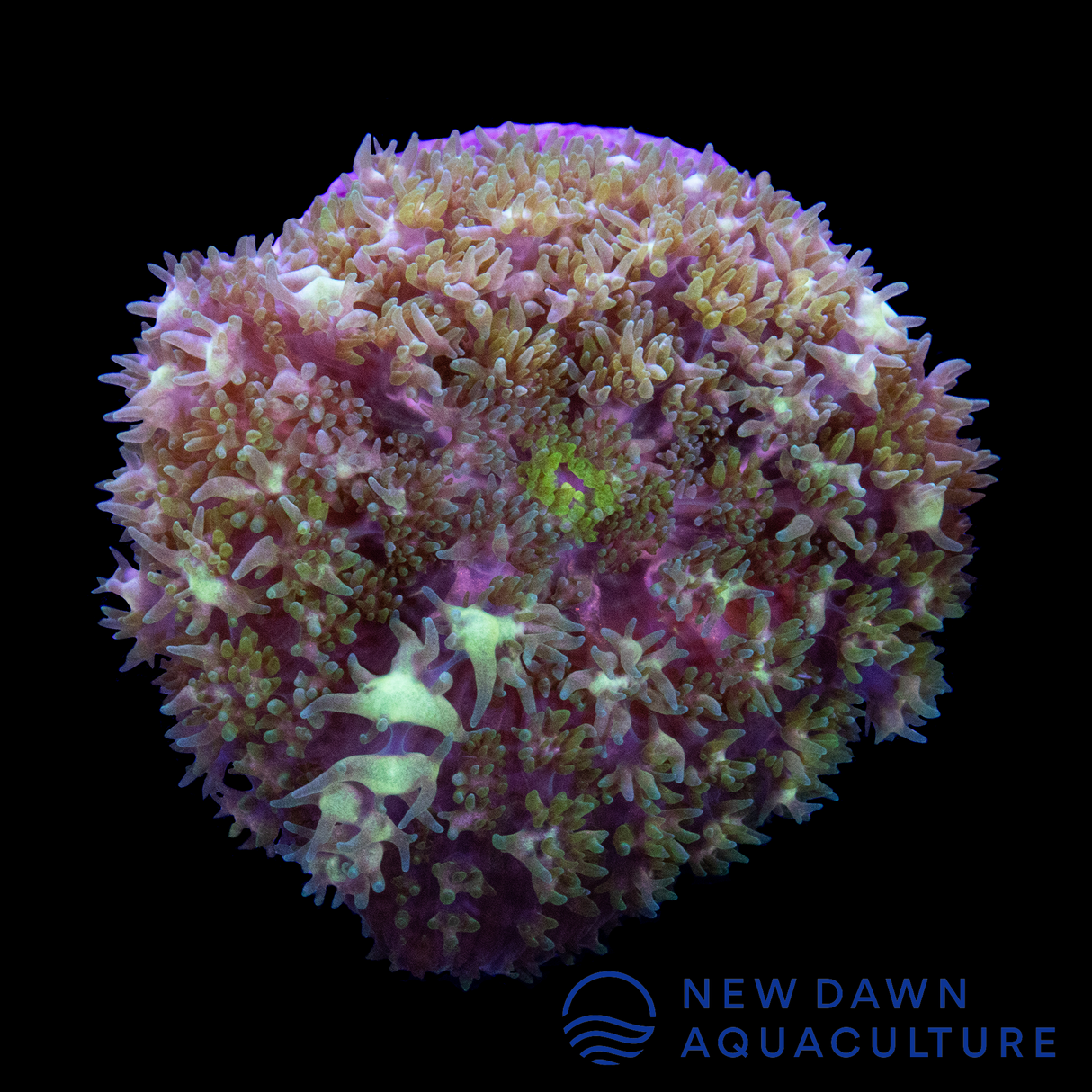 Dark Green Rhodactis