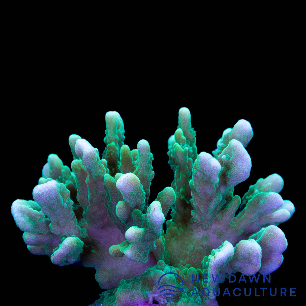 Elkhorn Montipora Stellata