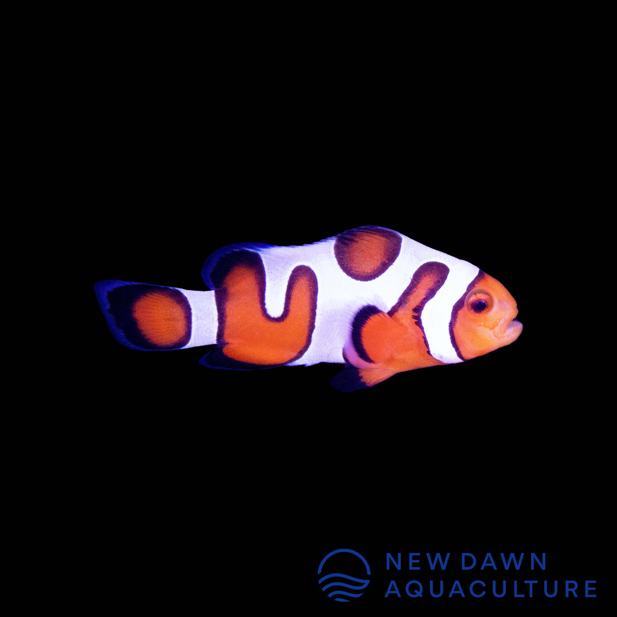 Gladiator Clownfish