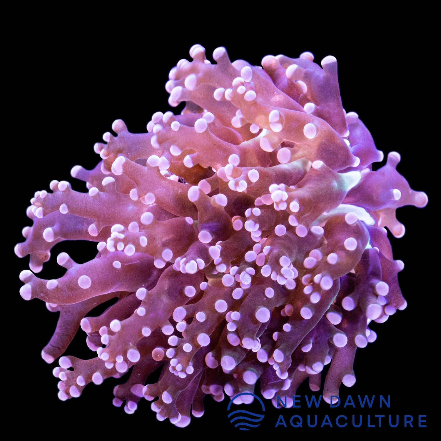 Pink Frogspawn