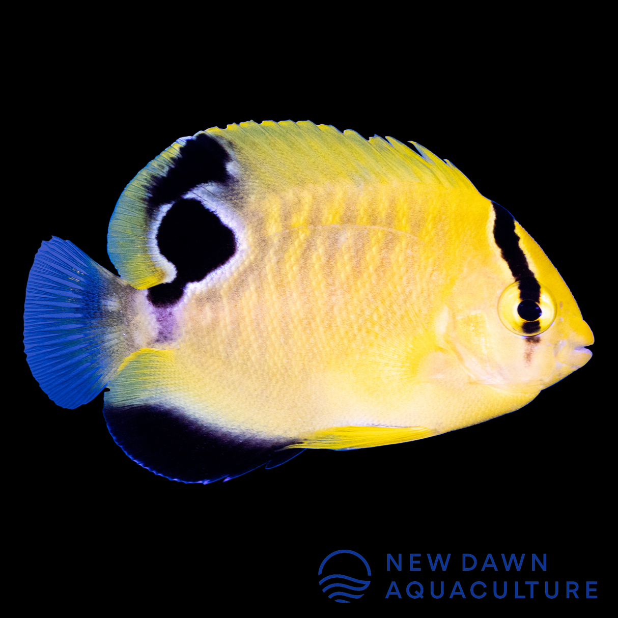 Goldflake Angelfish