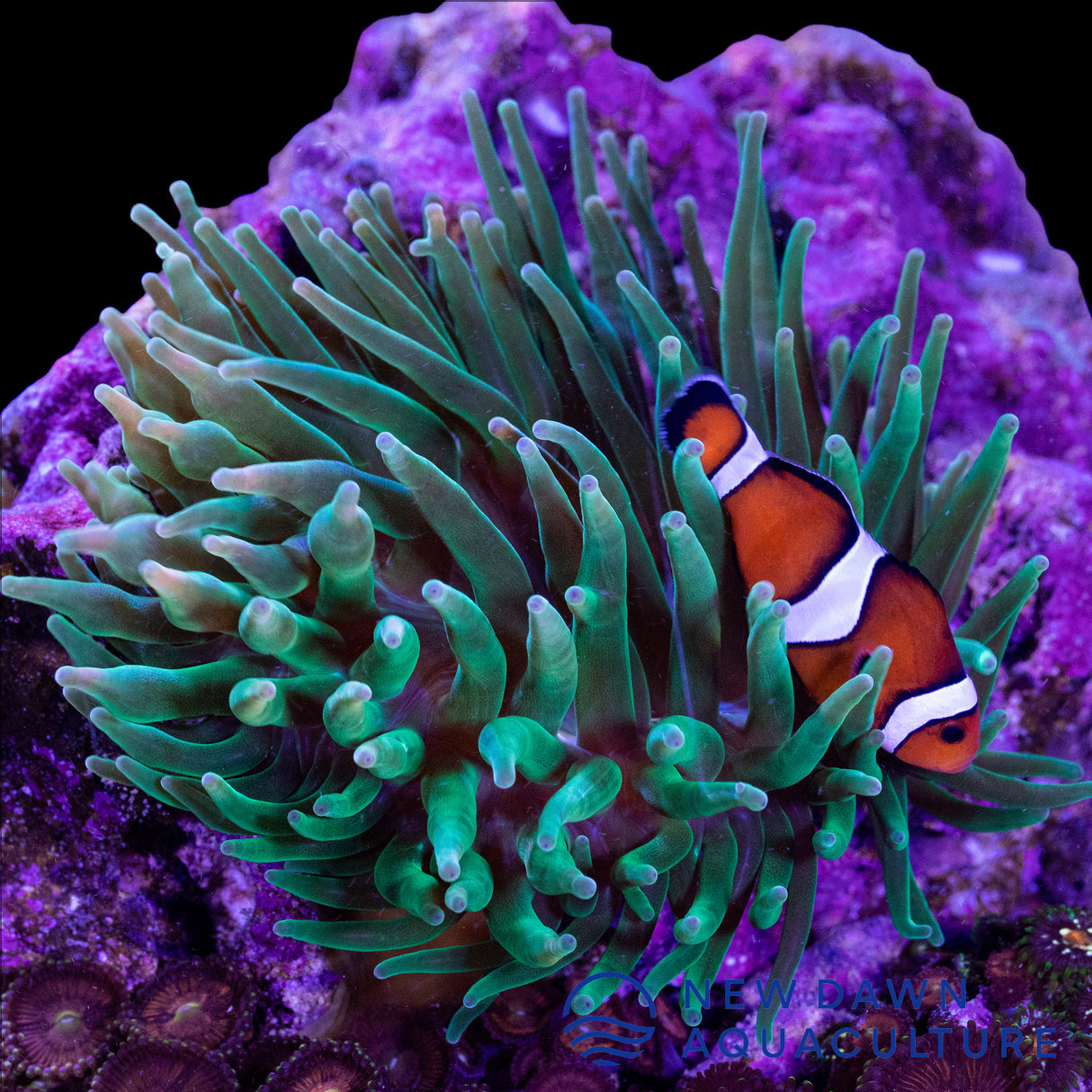 Green Bubble Tip Anemone