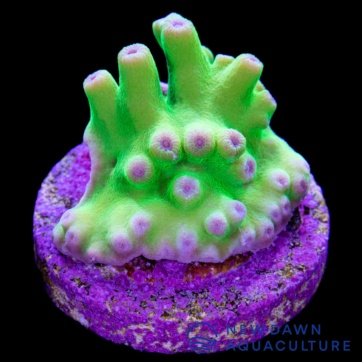 Green Hero Coral