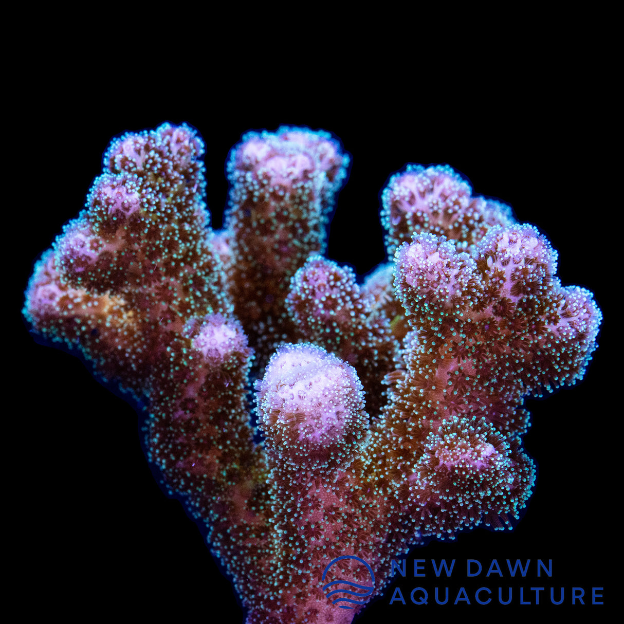 Green Pocillopora Damicornis