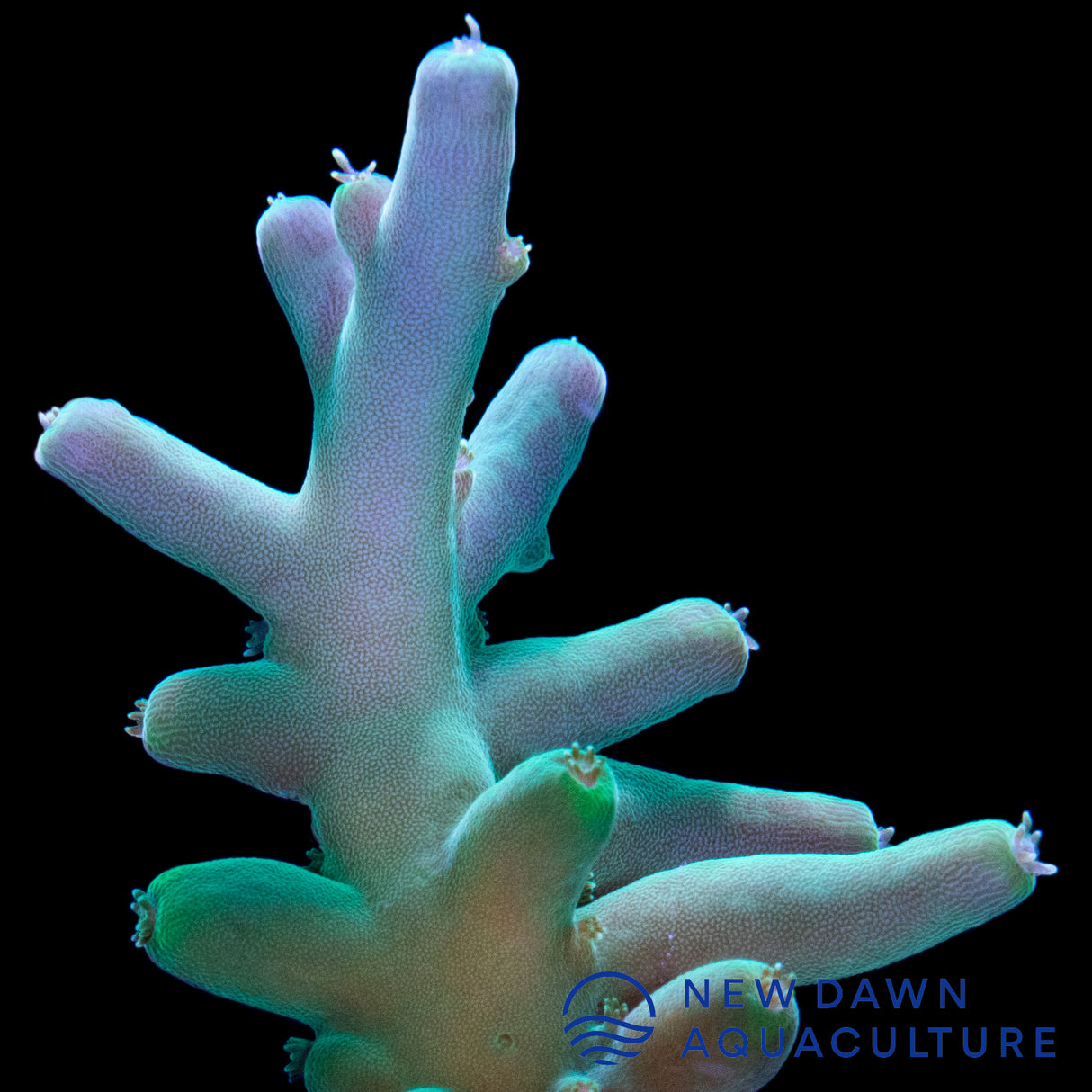 Green Smooth Skin Acropora