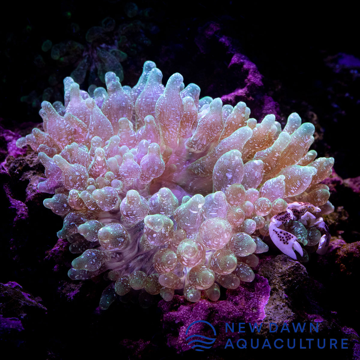 Green Snowflake Bubble Tip Anemone