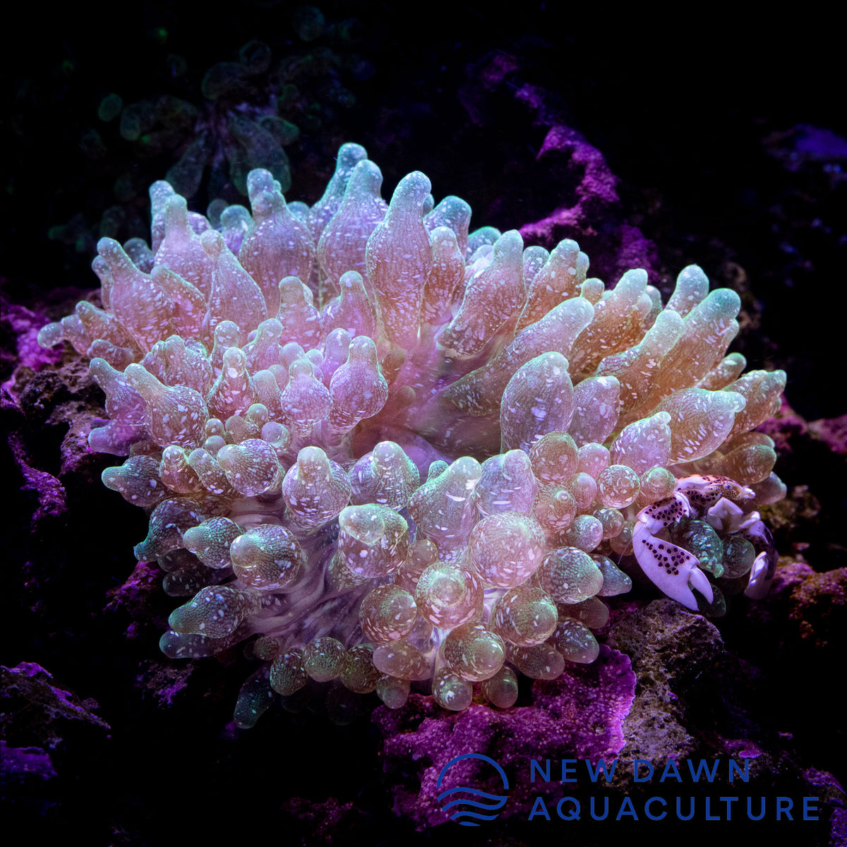 Green Snowflake Bubble Tip Anemone | New Dawn Aquaculture