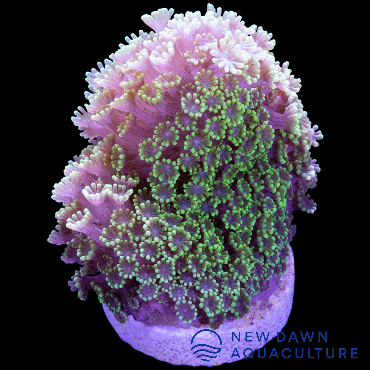 Green Tip Bernardpora