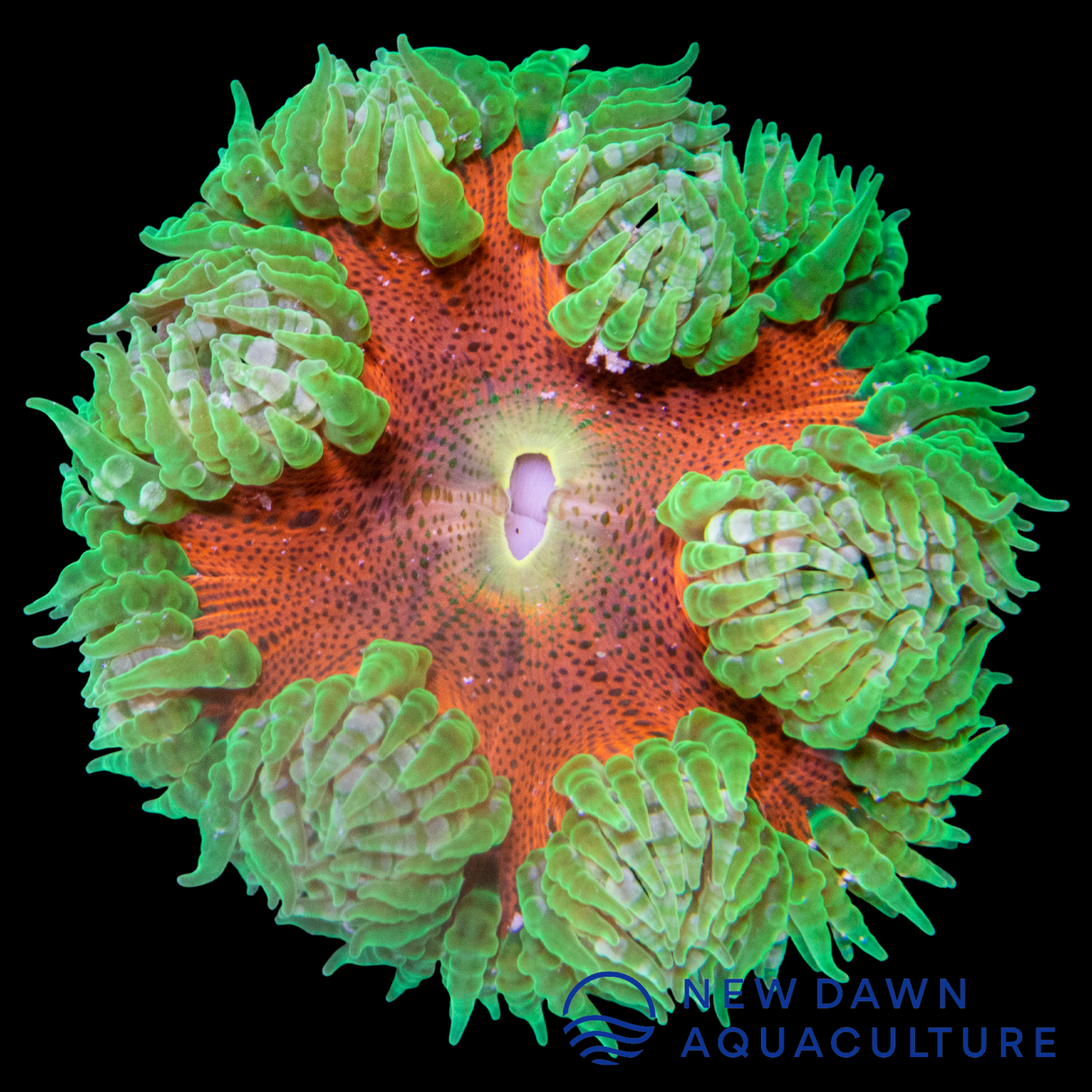 Green Tip Magma Rock Flower Anemone