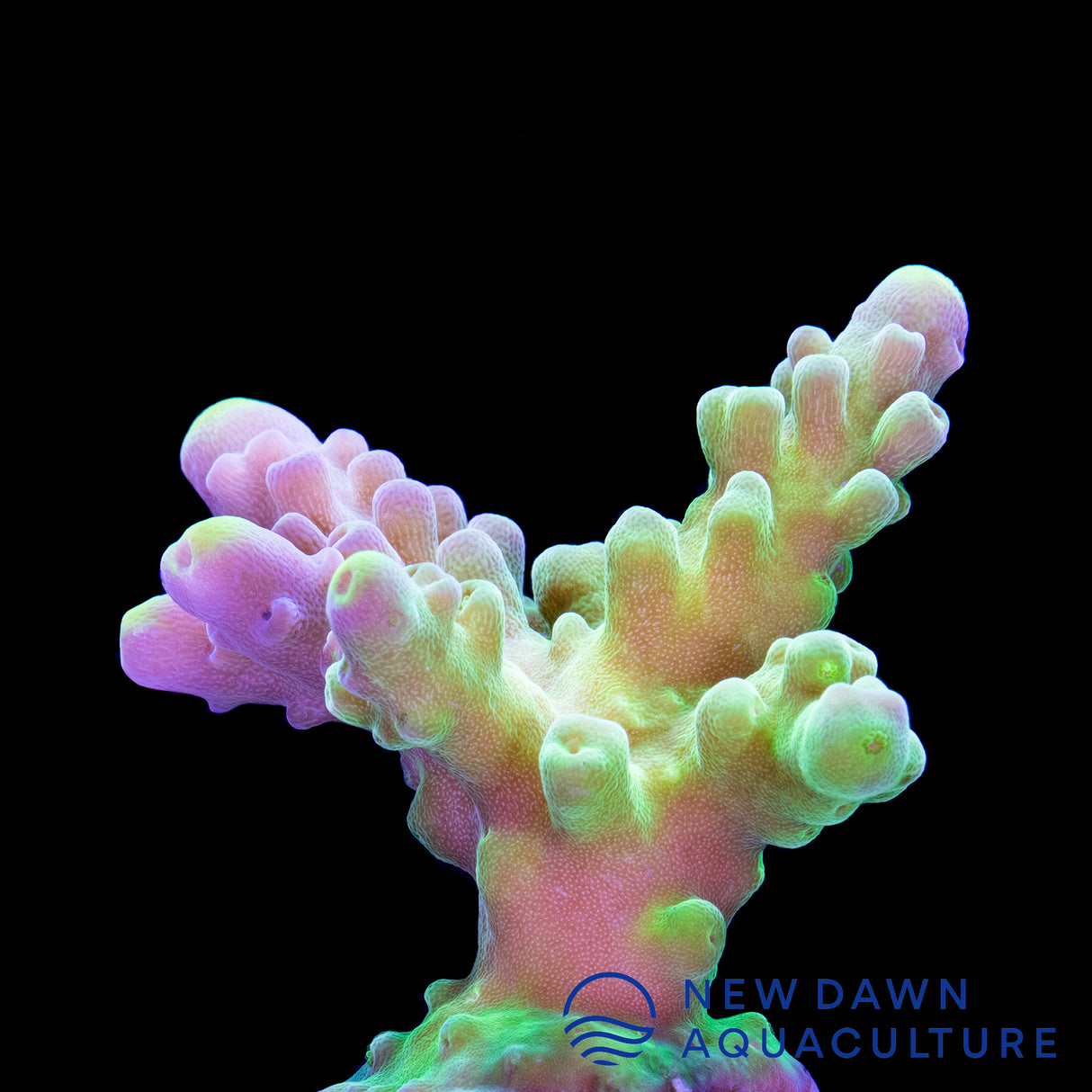 Green Tort Acropora
