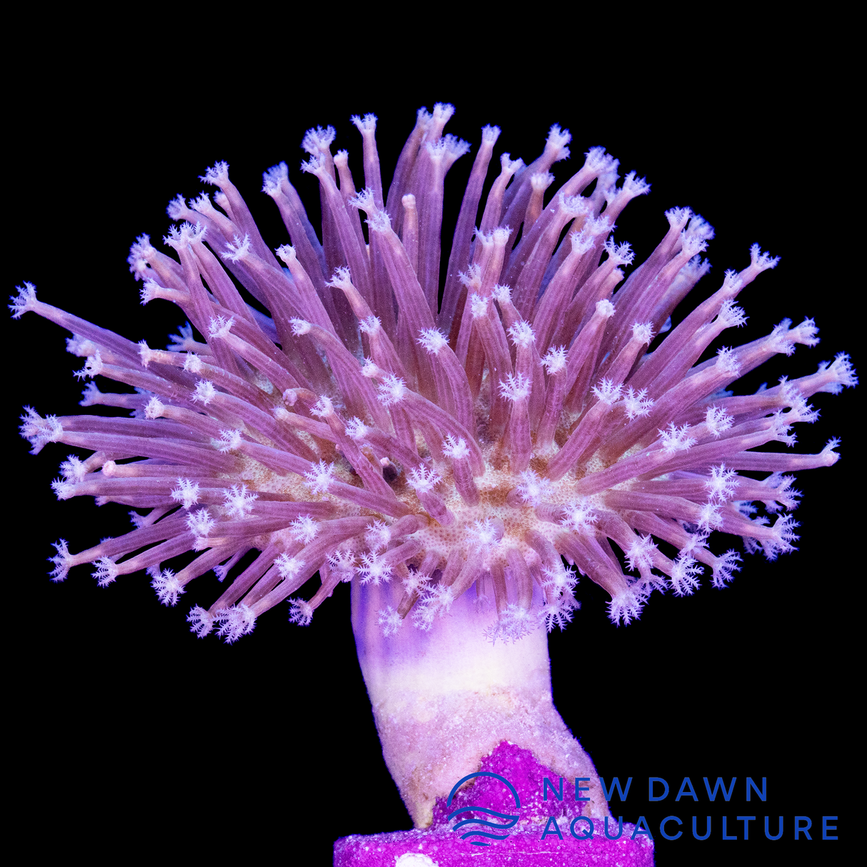 Japanese Long Tentacle Toadstool