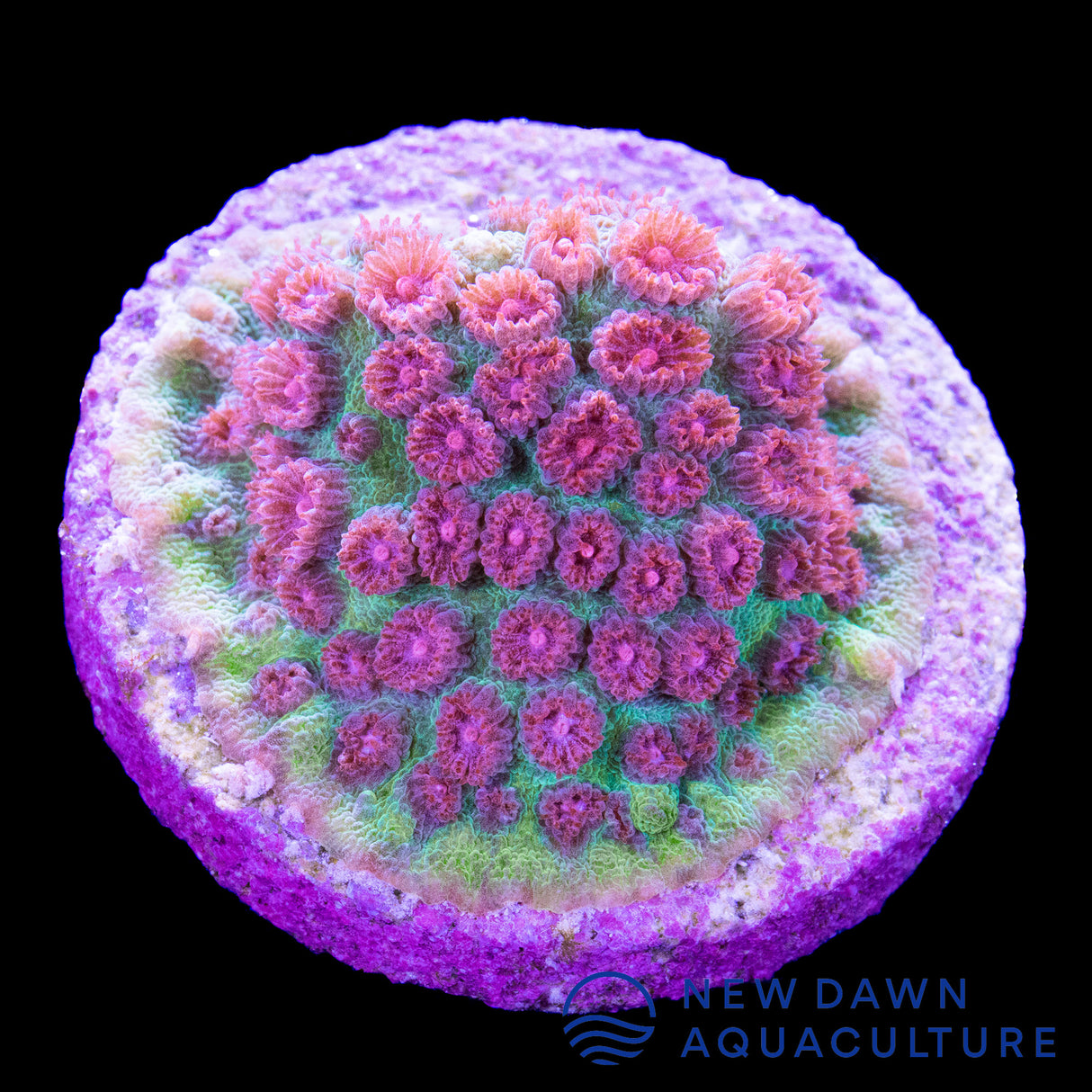 Jingle Bells Cyphastrea