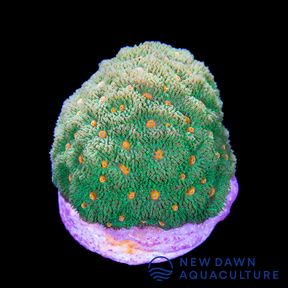 John Deere Psammocora