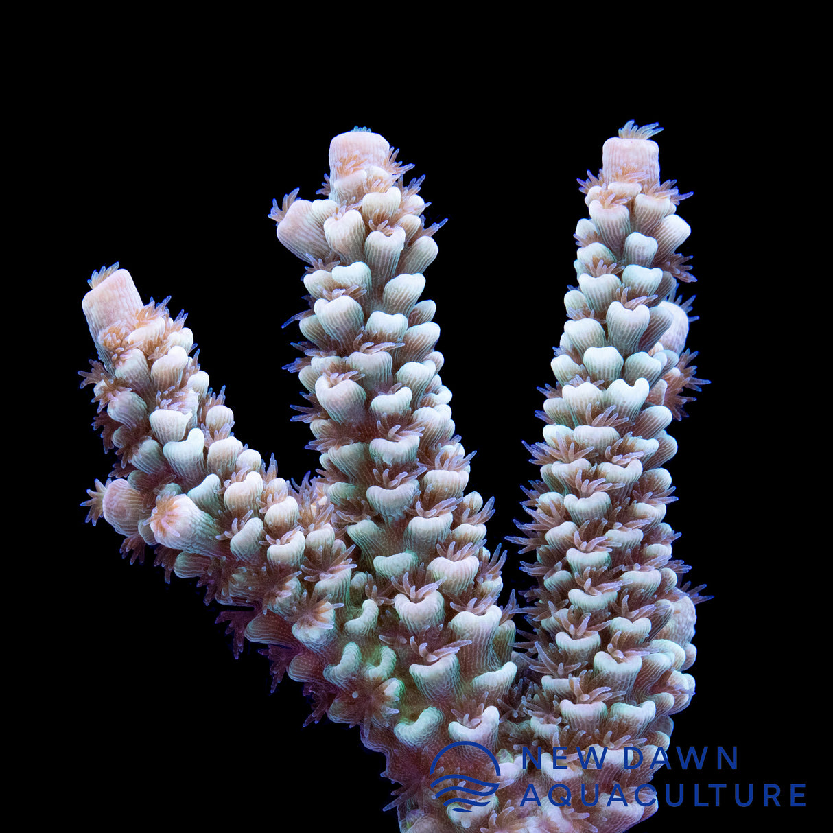 Light Green Acropora Tenuis