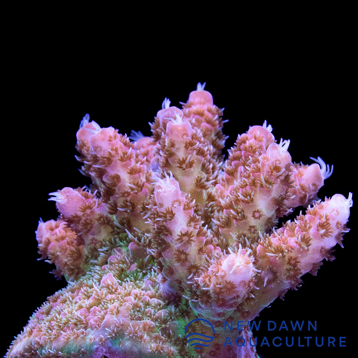 Image showcasing Light Pink Acropora | New Dawn Aquaculture