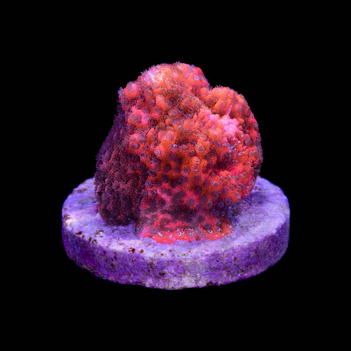 Magma Montipora