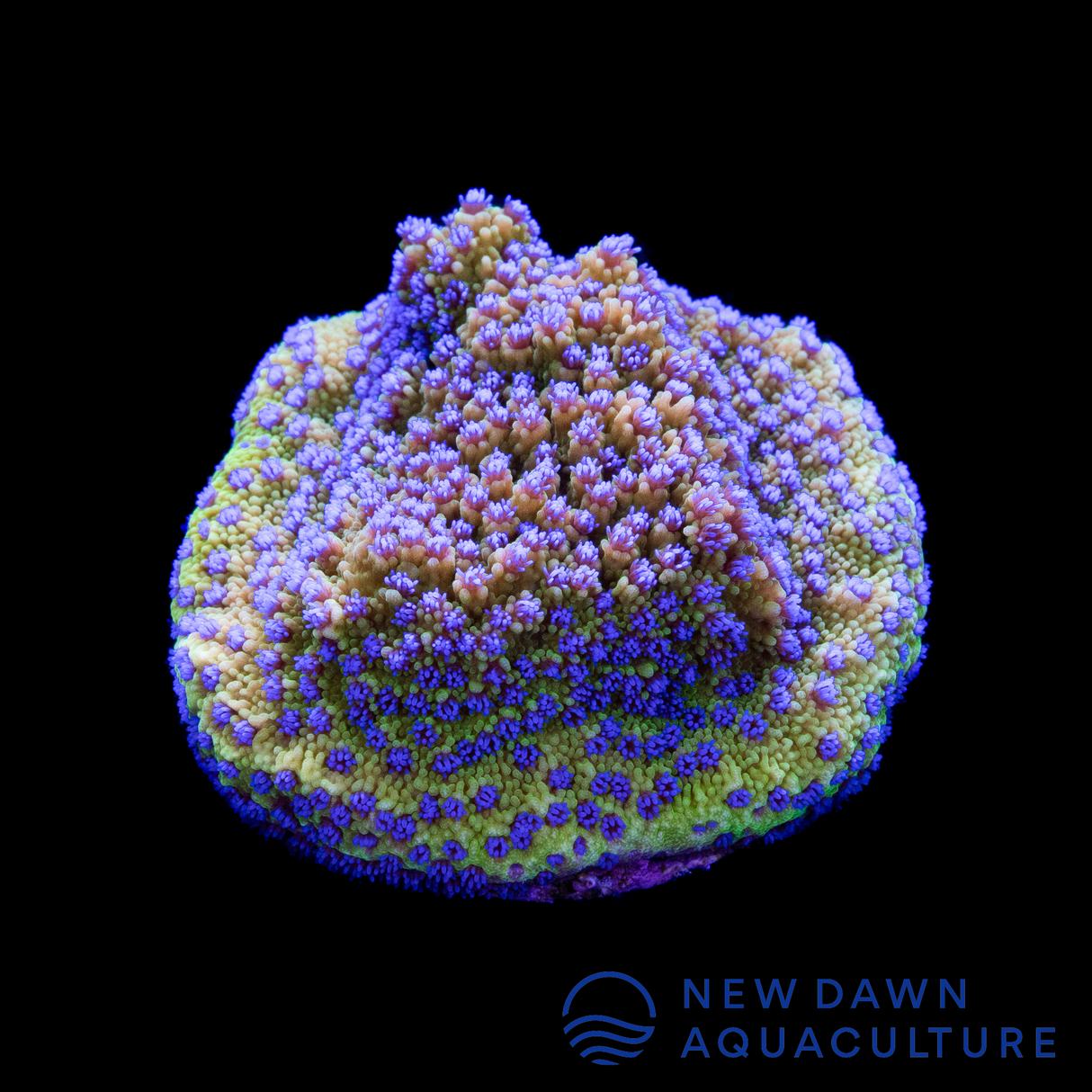 Melonberry Montipora