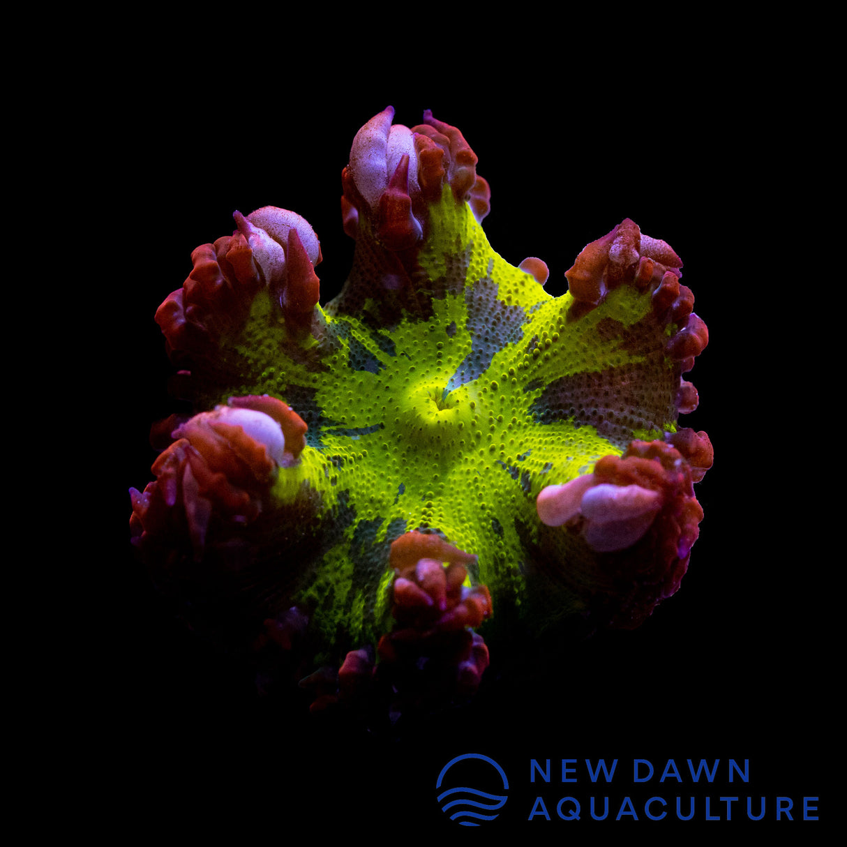 Meltdown Rock Flower Anemone