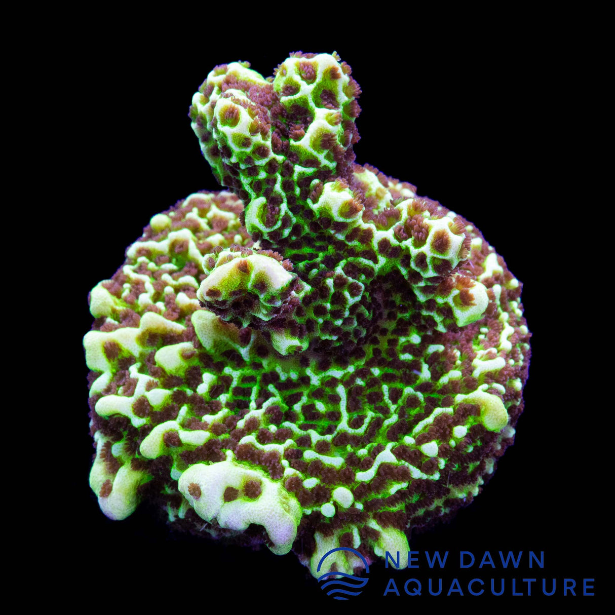 Montipora Spongodes