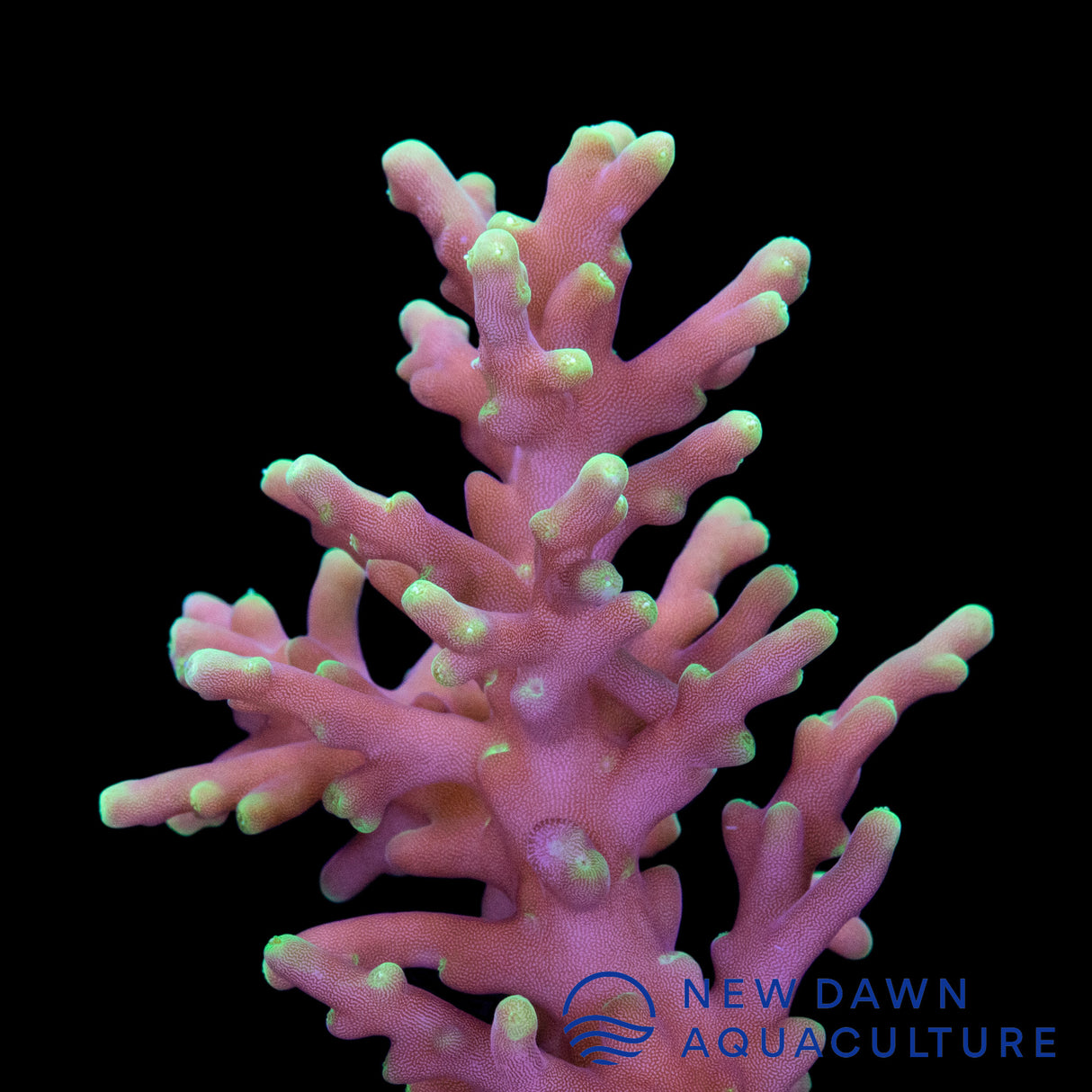 Needle In A Haystack Acropora