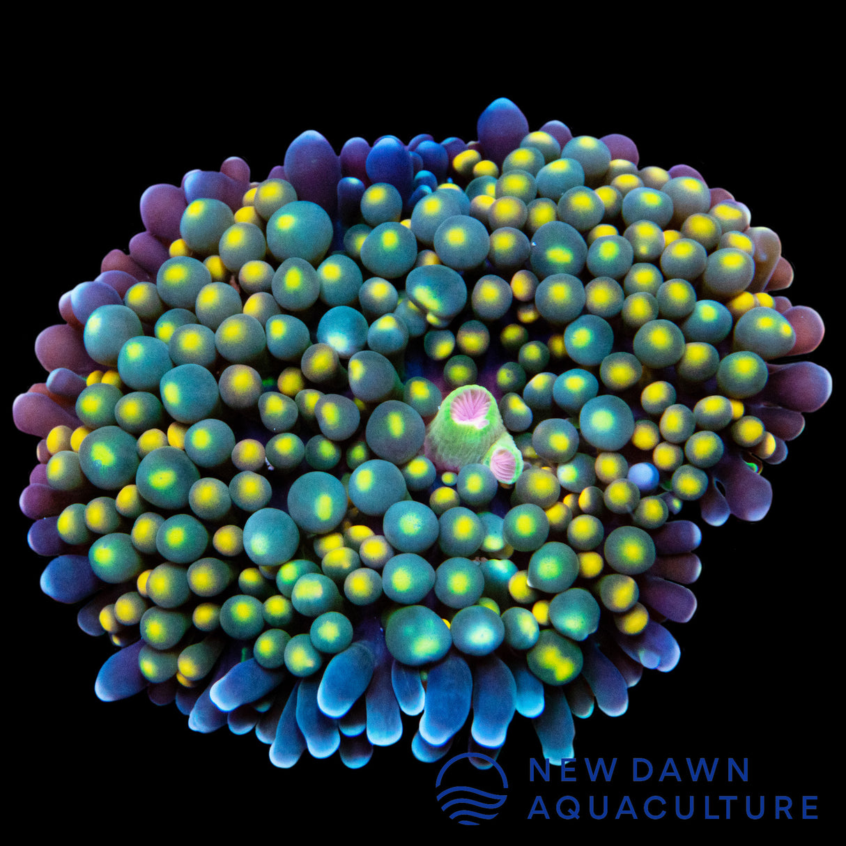 Night Lights Ricordea Florida