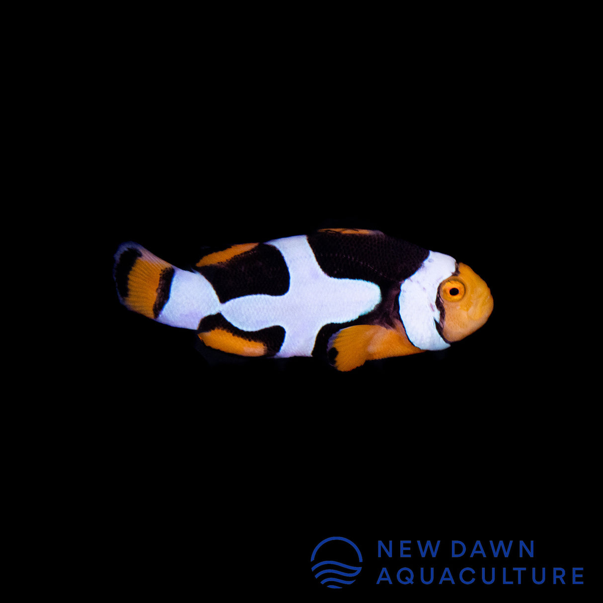 Onyx Picasso Clownfish