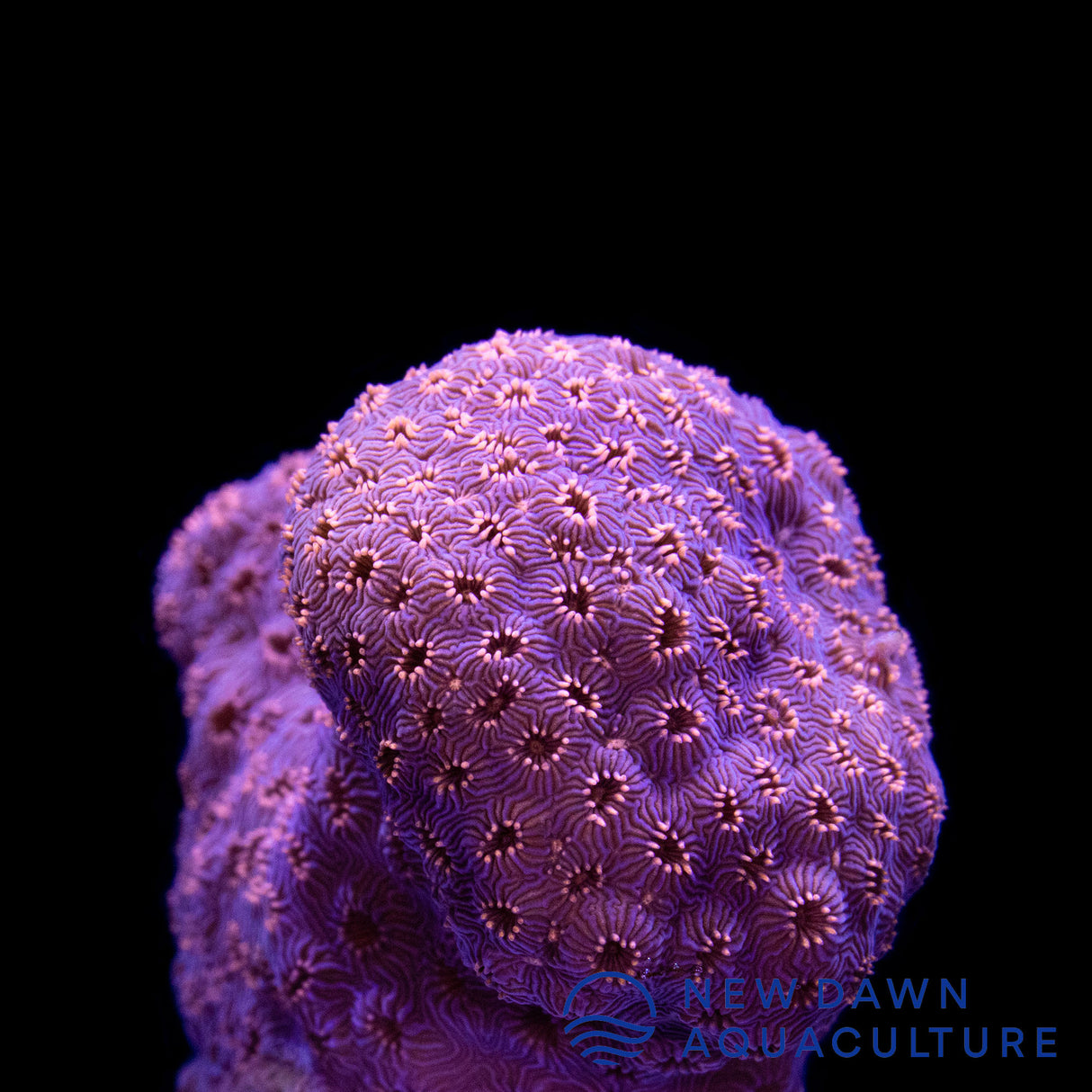 Orange Pavona Maldivensis