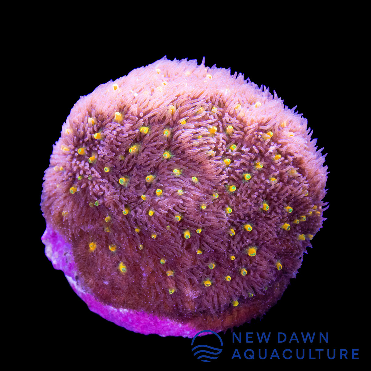 Outer Space Psammocora