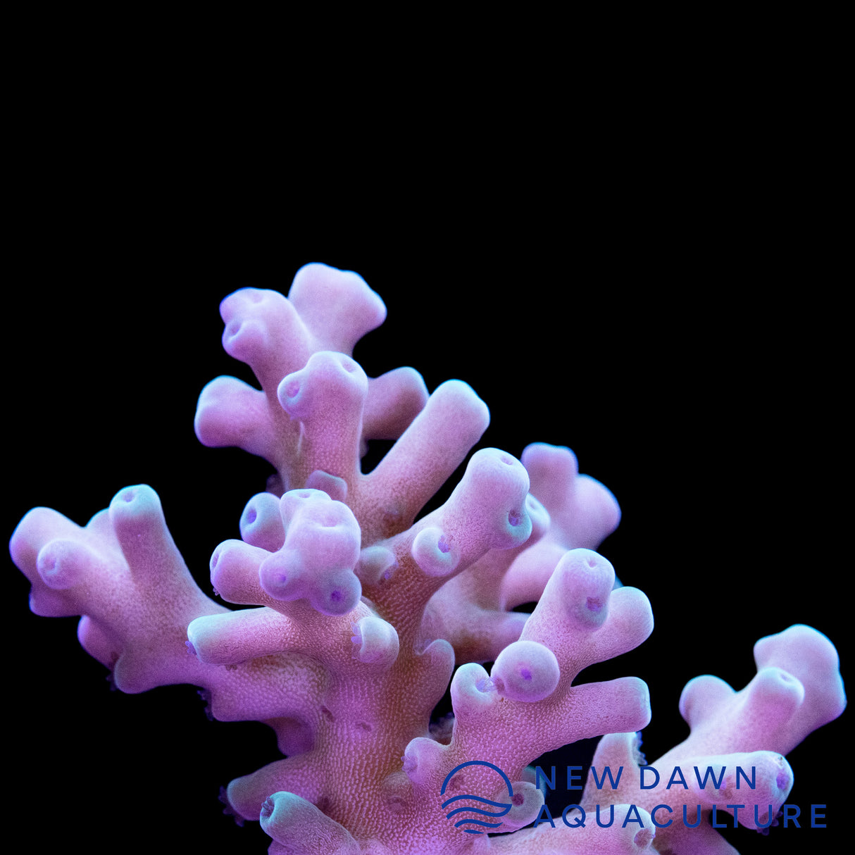 Cream Deep Water Acropora