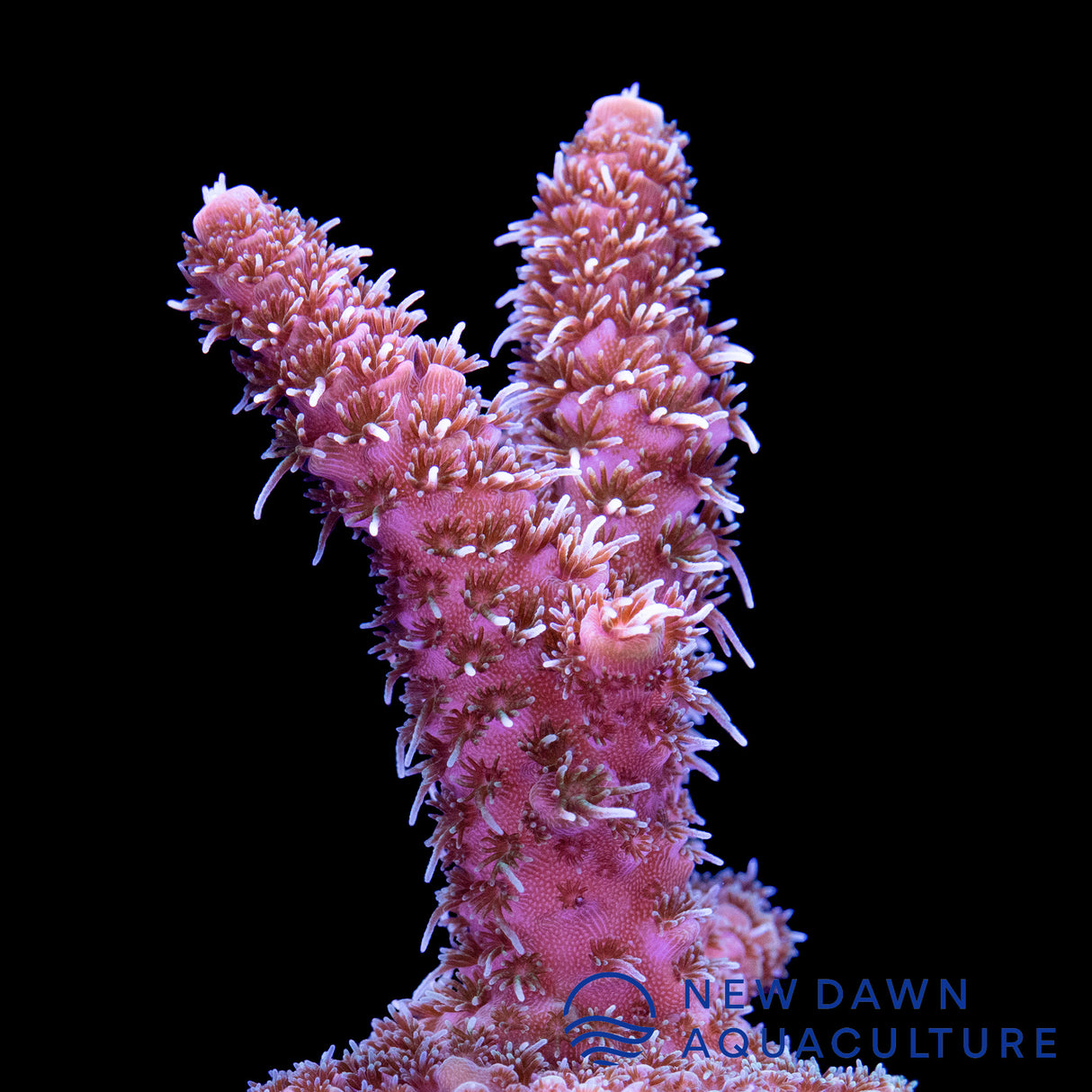 Pink Millepora