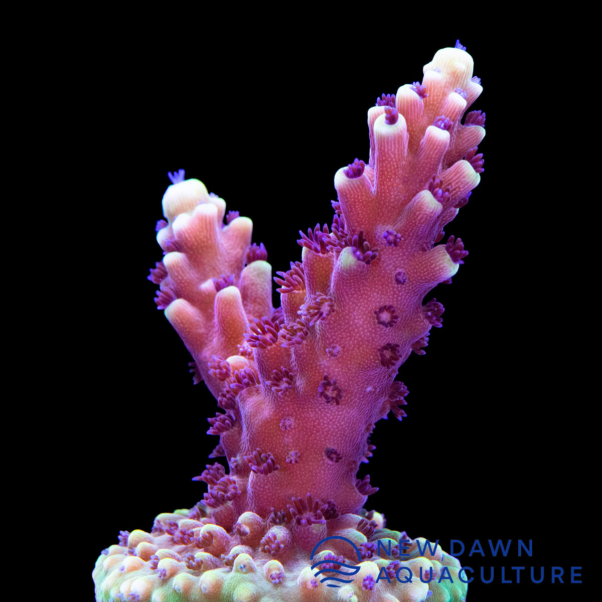 Pink Cadillac Acropora Coral
