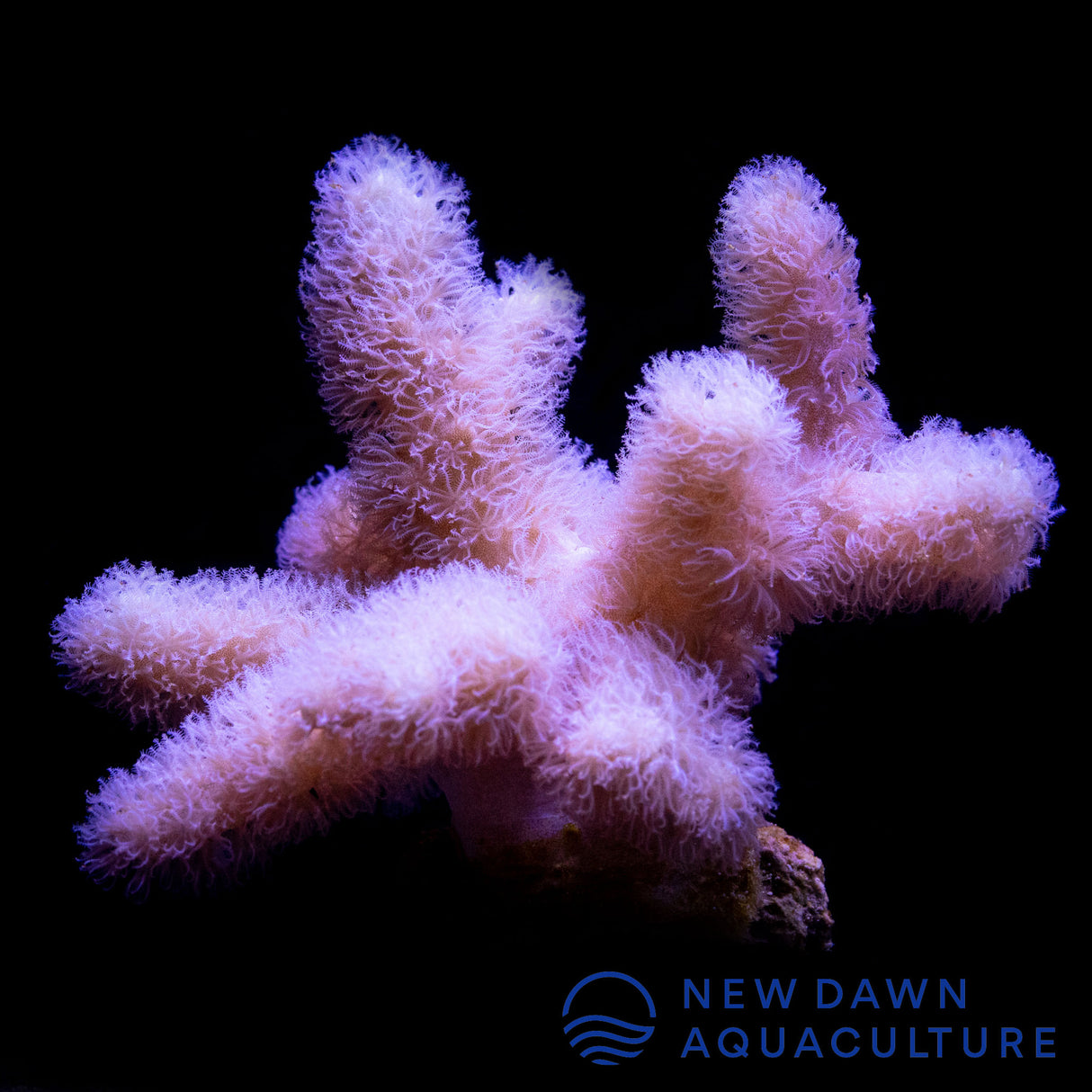 Pink Fuzzy Devil's Hand Leather