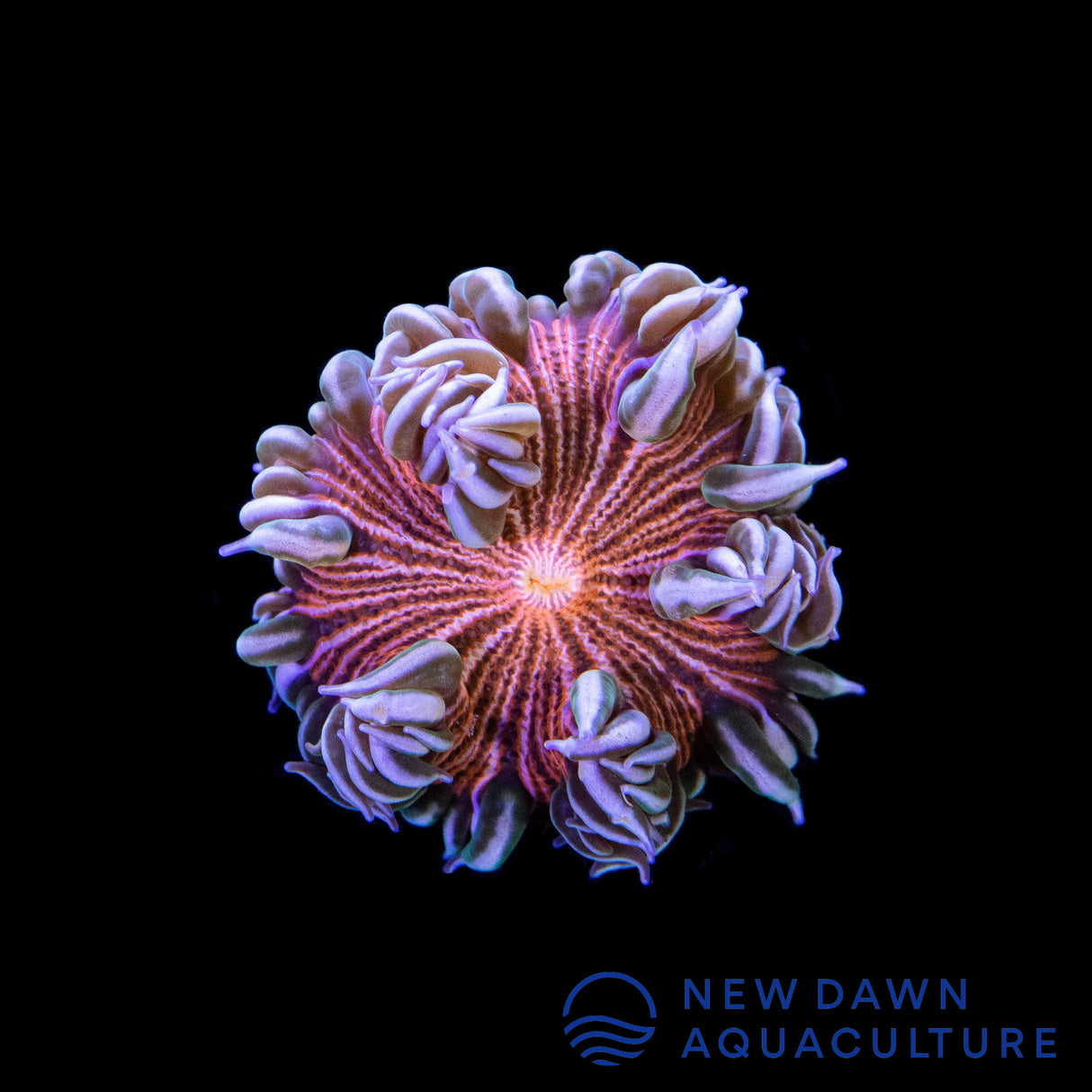 Pink Reverse Pinstripe Rock Flower Anemone