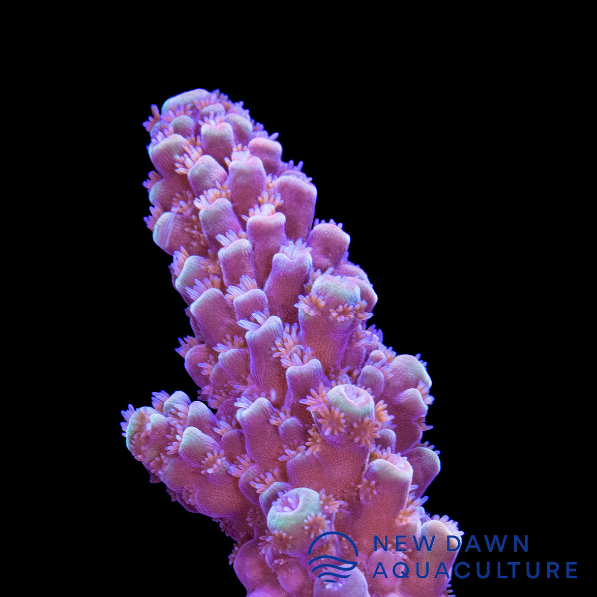 Lavender Acropora